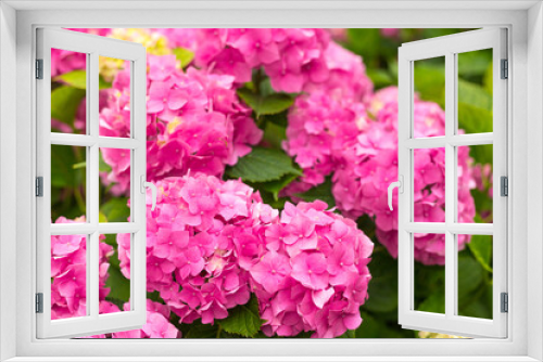 Fototapeta Naklejka Na Ścianę Okno 3D - Flowers blossom on sunny day. Flowering hortensia plant. Pink Hydrangea macrophylla blooming in spring and summer in a garden. Web banner, nature background