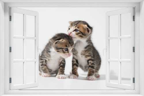 Fototapeta Naklejka Na Ścianę Okno 3D - Tabby Cat kitten posing on white background tiger marble stripe