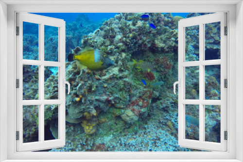 Fototapeta Naklejka Na Ścianę Okno 3D - Sealife in clear Caribbean waters, one of the most beautiful places for diving and snorkel, Cozumel, Riviera Maya, Mexico