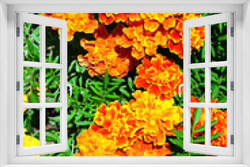 Fototapeta Naklejka Na Ścianę Okno 3D - Marigold. Flowers and flowering shrubs in the garden design. Beautiful summer landscape on a summer day.