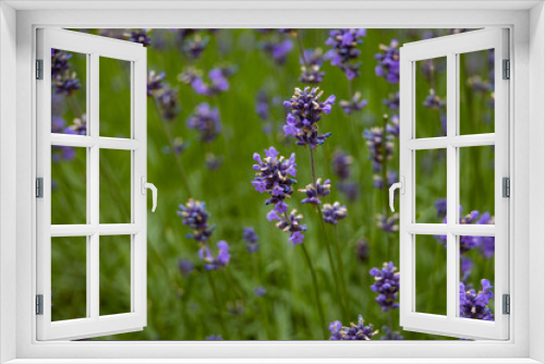 Fototapeta Naklejka Na Ścianę Okno 3D - purple lavender flowers with a warm day in close-up