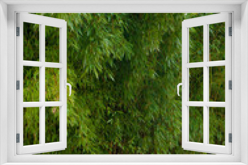 Fototapeta Naklejka Na Ścianę Okno 3D - Bamboo forest 