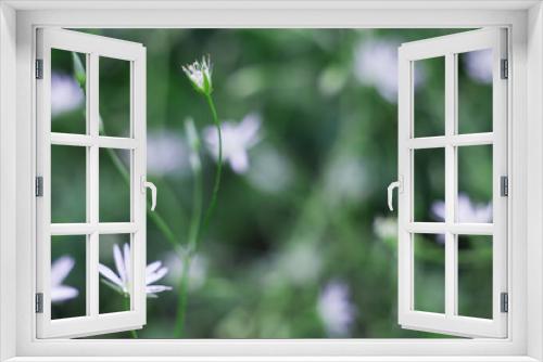 Fototapeta Naklejka Na Ścianę Okno 3D - White flowers in a meadow. Art photography.