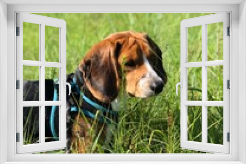 Fototapeta Naklejka Na Ścianę Okno 3D - beagle in the grass