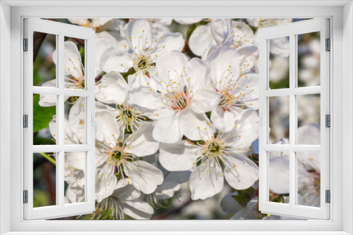 Fototapeta Naklejka Na Ścianę Okno 3D - Branches of blossoming apricot macro
