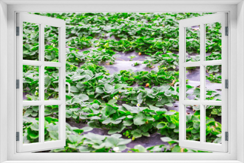 Fototapeta Naklejka Na Ścianę Okno 3D - Red strawberries in green foliage