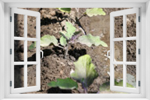 Fototapeta Naklejka Na Ścianę Okno 3D - Bed of growing bushes of eggplant in a greenhouse. Organic agriculture, farming concept.
