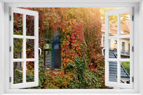 Fototapeta Naklejka Na Ścianę Okno 3D - Wall of the house is covered with ivy. Autumn city