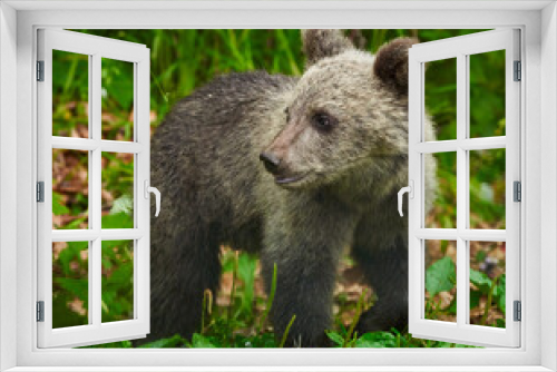Fototapeta Naklejka Na Ścianę Okno 3D - Brown bear cub in the forest