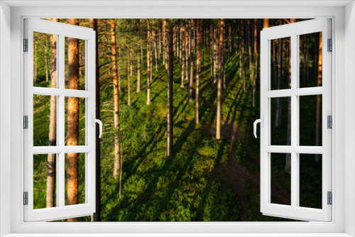 Fototapeta Naklejka Na Ścianę Okno 3D - sunlit trees with shadows