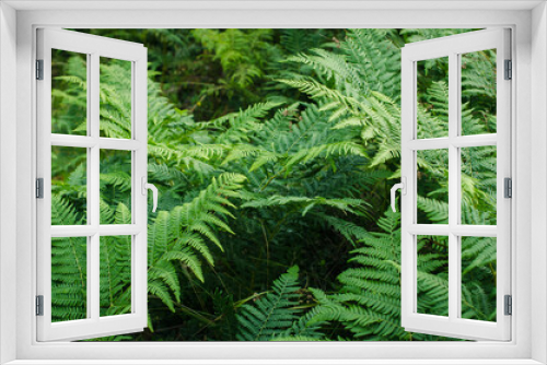Fototapeta Naklejka Na Ścianę Okno 3D - Green beautiful fresh background with ferns