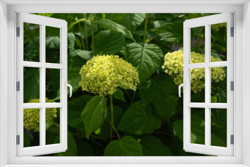Fototapeta Naklejka Na Ścianę Okno 3D - Green Hortensia, Green Hydrangea flower