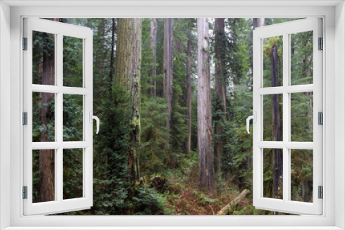 Fototapeta Naklejka Na Ścianę Okno 3D - Redwood forest in Oregon