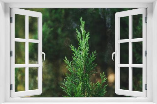 Fototapeta Naklejka Na Ścianę Okno 3D - green  tree