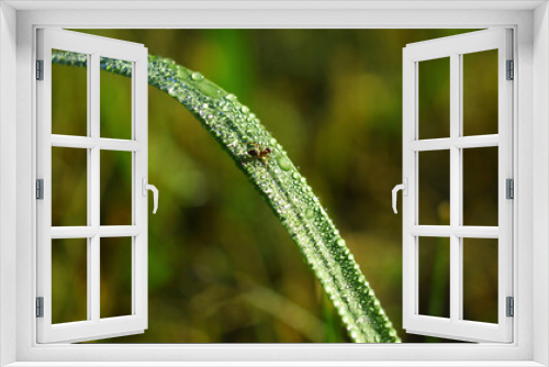 Fototapeta Naklejka Na Ścianę Okno 3D - Krople rosy i mała mrówka na źdźble trawy w macro