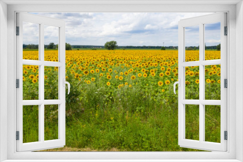 Fototapeta Naklejka Na Ścianę Okno 3D - Sonnenblume