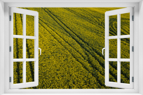 Fototapeta Naklejka Na Ścianę Okno 3D - Yellow flowering fields of rapeseed taken from the height of a quadrocopter