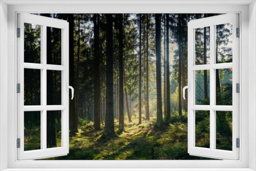 Fototapeta Naklejka Na Ścianę Okno 3D - Sonnenlicht kommt durch die Bäume