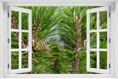 Fototapeta Naklejka Na Ścianę Okno 3D - Close up view of young cone on the green branch of pine tree with blurred another branch in the background. Copy space for your text. Christmas tree selection theme.
