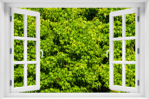 Fototapeta Naklejka Na Ścianę Okno 3D - Green maple leaves as background