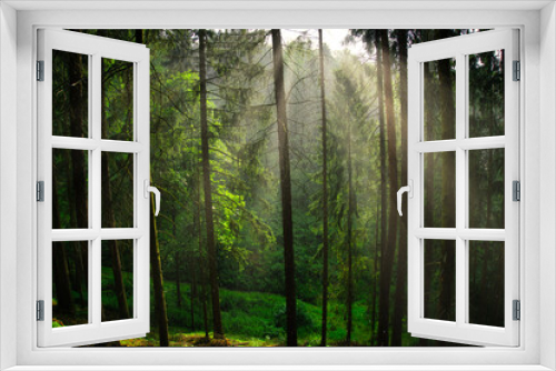 Fototapeta Naklejka Na Ścianę Okno 3D - Die Sonne strahlt in den Wald hinein