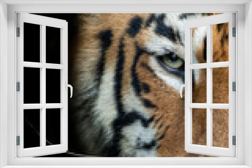Fototapeta Naklejka Na Ścianę Okno 3D - Portrait of Tiger in Wild. This Image is of the Legendary Tigress named Maya from Tadoba Andhari Tiger Reserve in India.