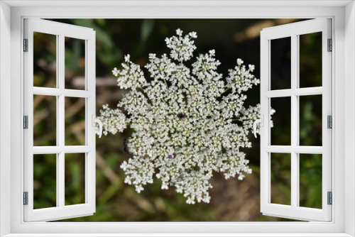 Fototapeta Naklejka Na Ścianę Okno 3D - close up of a white flower