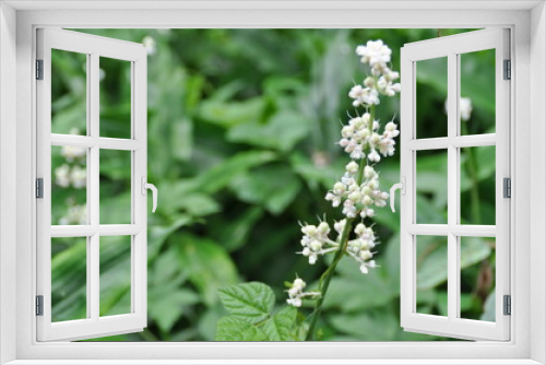 Fototapeta Naklejka Na Ścianę Okno 3D - ヤブミョウガの花