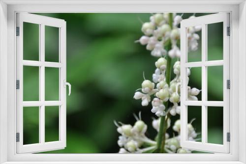 Fototapeta Naklejka Na Ścianę Okno 3D - ヤブミョウガの花