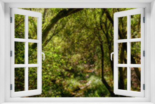 Fototapeta Naklejka Na Ścianę Okno 3D - Bosques de Mortagua
