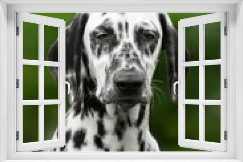 Fototapeta Naklejka Na Ścianę Okno 3D - dalmatian dog lovely portrait on green background
