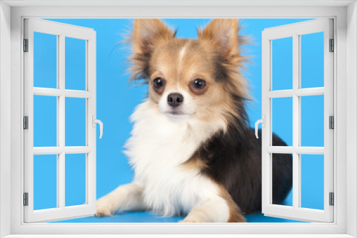 Fototapeta Naklejka Na Ścianę Okno 3D - Chihuahua Close-up portrait