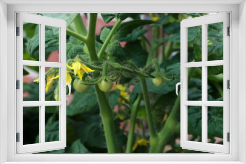 Fototapeta Naklejka Na Ścianę Okno 3D - Junge grüne Tomaten