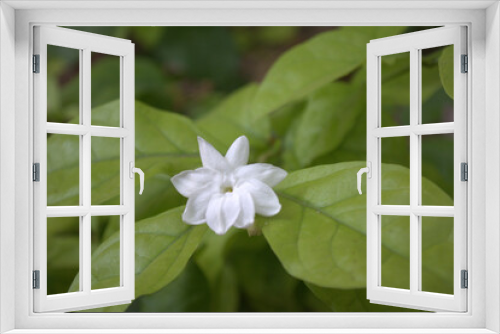 Fototapeta Naklejka Na Ścianę Okno 3D - Jasmine Flower