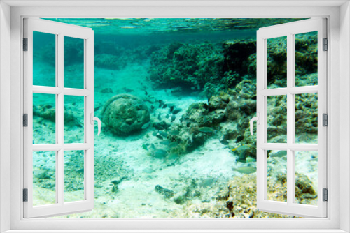 Fototapeta Naklejka Na Ścianę Okno 3D - A photo of the wonderful sea life