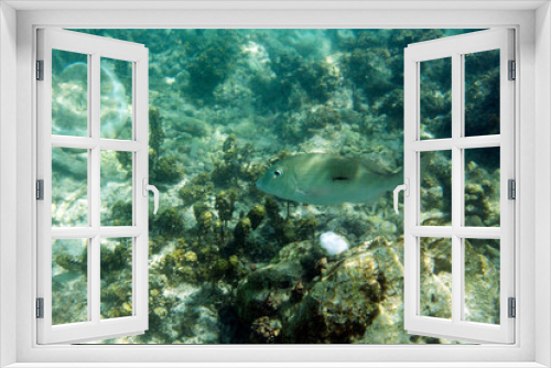 Fototapeta Naklejka Na Ścianę Okno 3D - A photo of the wonderful sea life