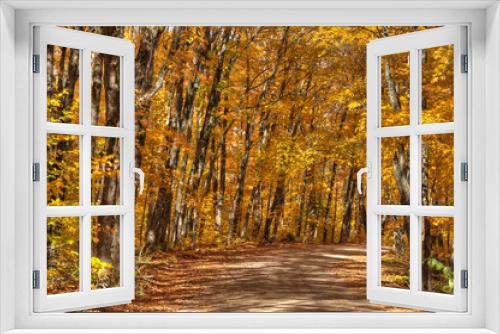 Fototapeta Naklejka Na Ścianę Okno 3D - forest in autumn color Algonquin Park Ontario Canada