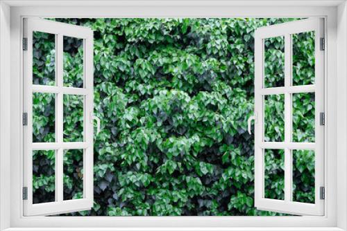 Fototapeta Naklejka Na Ścianę Okno 3D - Wall of numerous green leaves