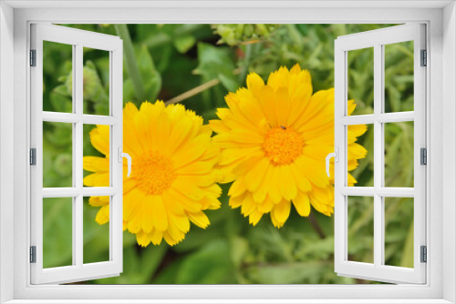 Fototapeta Naklejka Na Ścianę Okno 3D - Flowers of marigold 5