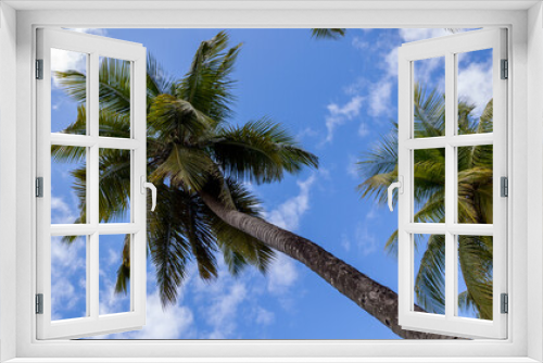 Fototapeta Naklejka Na Ścianę Okno 3D - coconut palm trees in Martinique