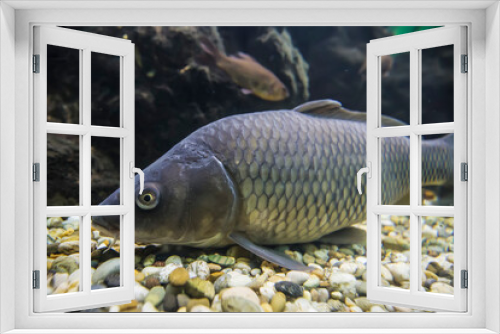 Fototapeta Naklejka Na Ścianę Okno 3D - Freshwater fish carp swim in aquarium