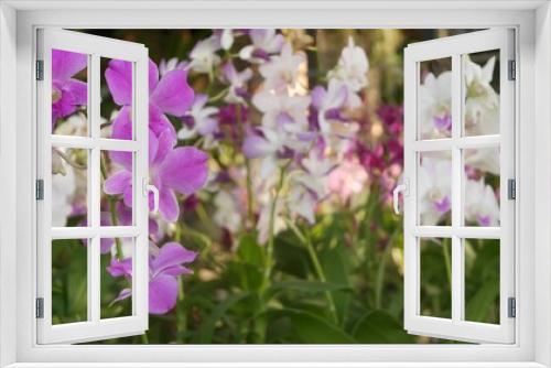 Fototapeta Naklejka Na Ścianę Okno 3D - Beautiful lilac purple and magenta orchids growing on blurred background of green park. Close up macro tropical petals in spring garden among sunny rays. Exotic delicate floral blossom with copy space