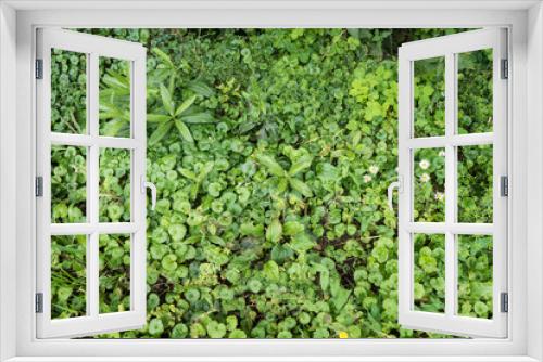 Fototapeta Naklejka Na Ścianę Okno 3D - Top view onto small plants, grass and flowers growing in the forest and covering its surface with natural green color
