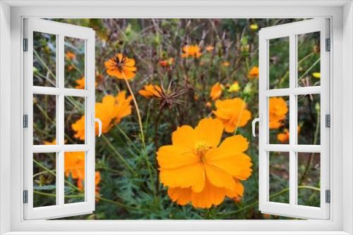 Fototapeta Naklejka Na Ścianę Okno 3D - orange flowers in the garden