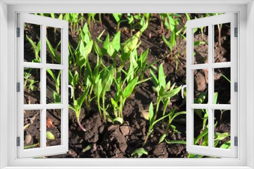 Fototapeta Naklejka Na Ścianę Okno 3D - pepper seedlings in a greenhouse