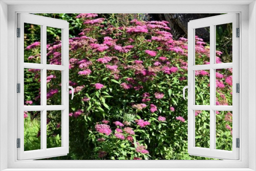 Fototapeta Naklejka Na Ścianę Okno 3D - Kwiat  tawuły 