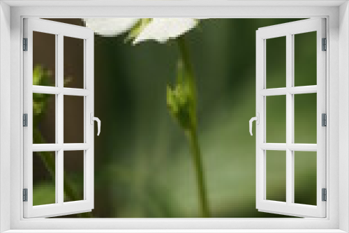 Fototapeta Naklejka Na Ścianę Okno 3D -  vertical long white flower on a blurred background                              