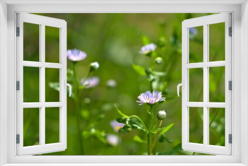 Fototapeta Naklejka Na Ścianę Okno 3D - Fioletowe kwiatki na zielonym tle