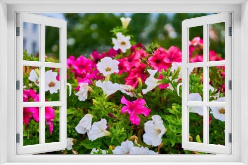 Fototapeta Naklejka Na Ścianę Okno 3D - beautiful summer flowers in the garden. color