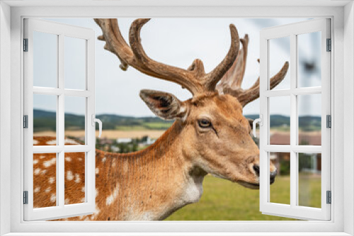 Fototapeta Naklejka Na Ścianę Okno 3D - fallow deer on the meadow
